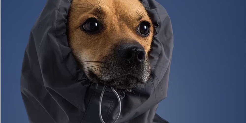 Discover adidas’ Exciting New Fall Essentials in Their Expanded Pet Collection